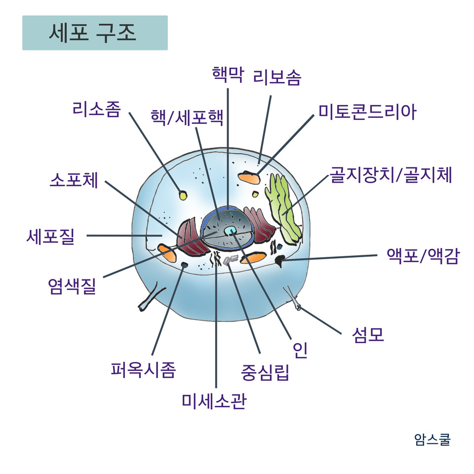 정상세포와 암세포의 구조와 에너지원에 대해
